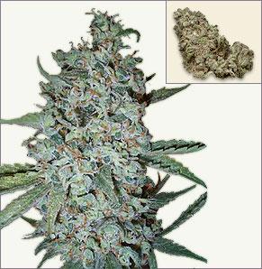 Northern Light x Big Bud feminiserade cannabis frön